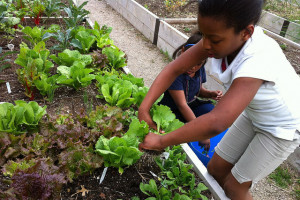 Growing Places Indy | GPI operates with the mission to improve lives in Indianapolis through Urban Agriculture, Fresh Local Produce and Mind-Body Education.