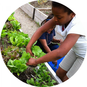 Growing Places Indy | GPI operates with the mission to improve lives in Indianapolis through Urban Agriculture, Fresh Local Produce and Mind-Body Education.